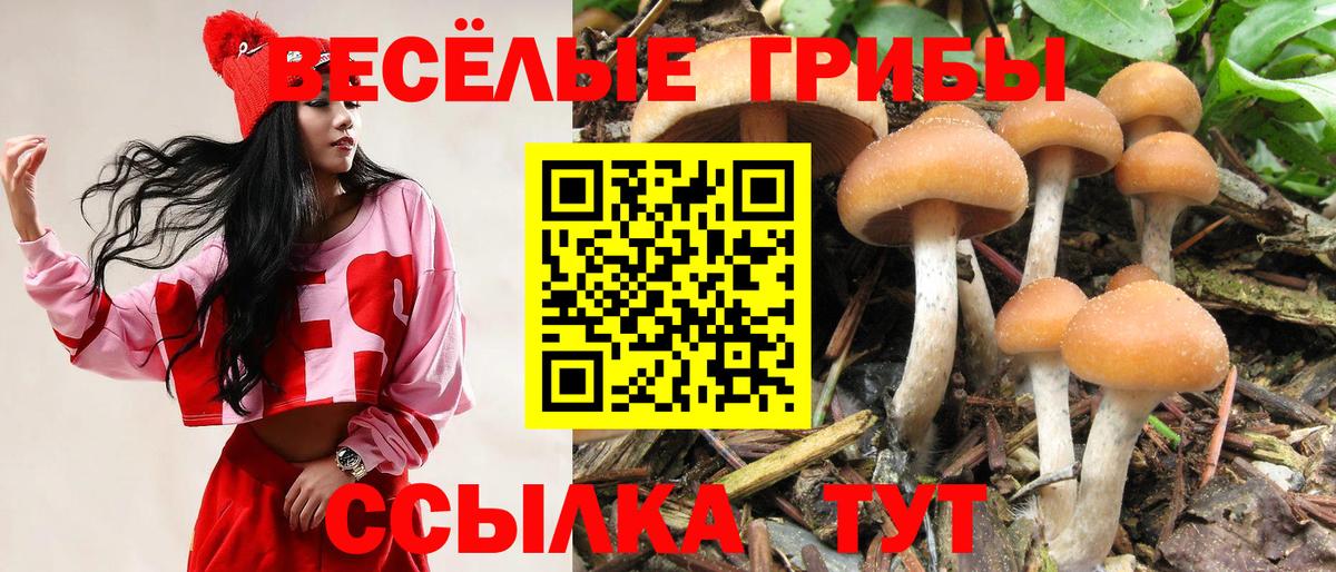 Галлюциногенные грибы Psilocybine cubensis Бутурлиновка